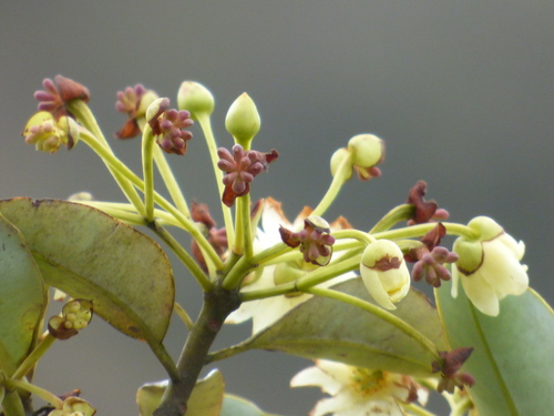 Drimys granadensis — photo