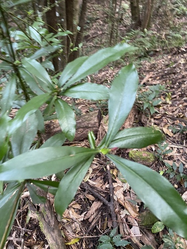 Drimys insipida (Pepper tree) — photo