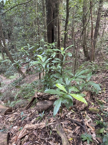 Drimys insipida (Pepper tree) — photo