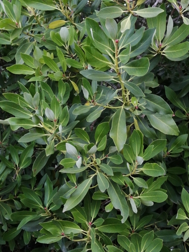 Drimys winteri (Winter's bark) — photo