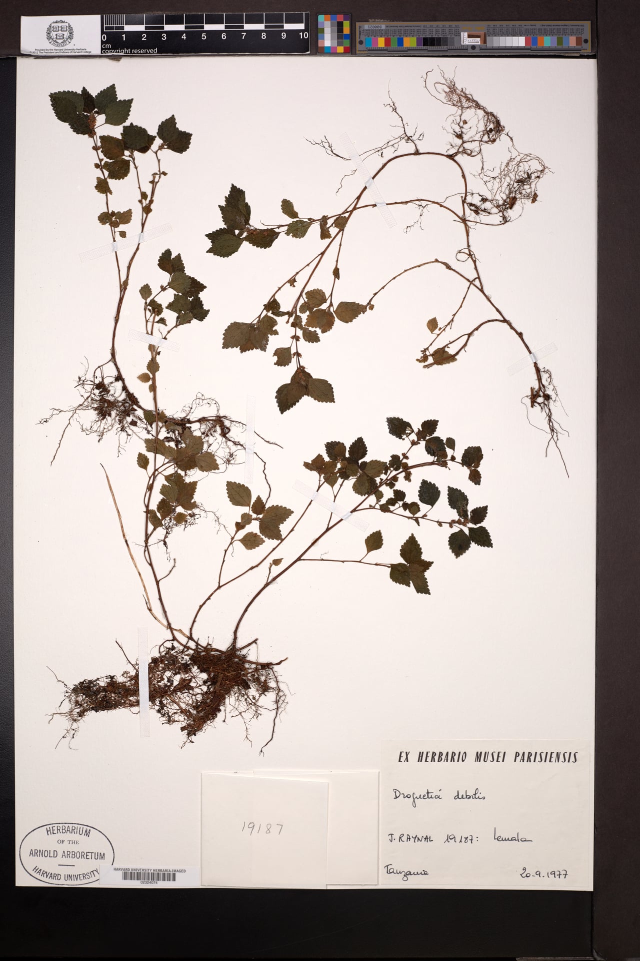 Droguetia debilis