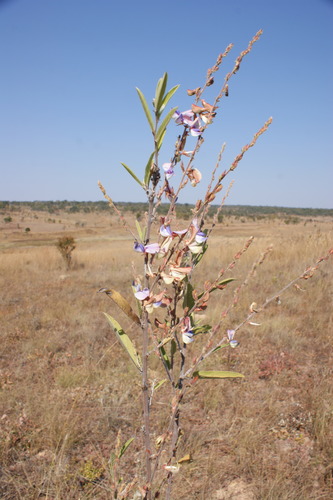 Droogmansia megalantha — photo