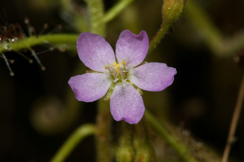 Drosera indica (Sundew) — photo