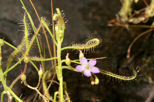 Drosera indica (Sundew) — photo