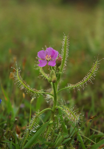 Droseraceae