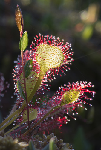 Drosera rotundifolia (Round-leafed sundew) — photo