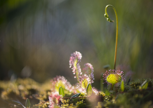 Drosera rotundifolia (Round-leafed sundew) — photo
