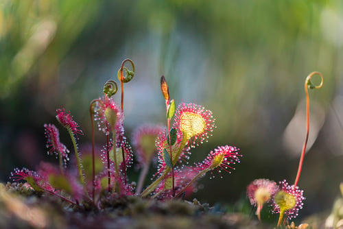 Drosera rotundifolia