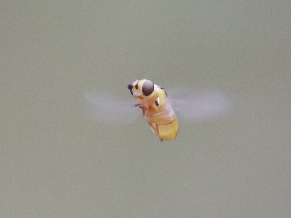 Drosophila sp. — photo