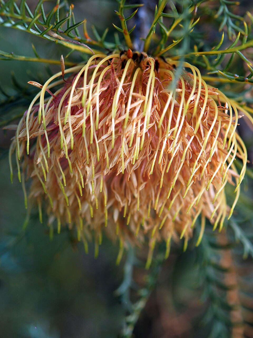 Dryandra fraseri (Orange honey pot) — photo