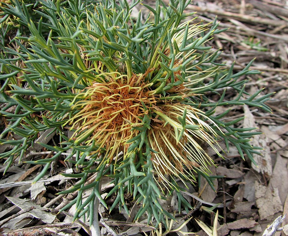 Dryandra fraseri