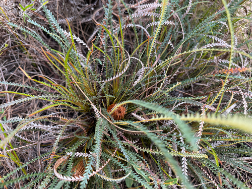 Dryandra nivea (Couch honeypot) — photo