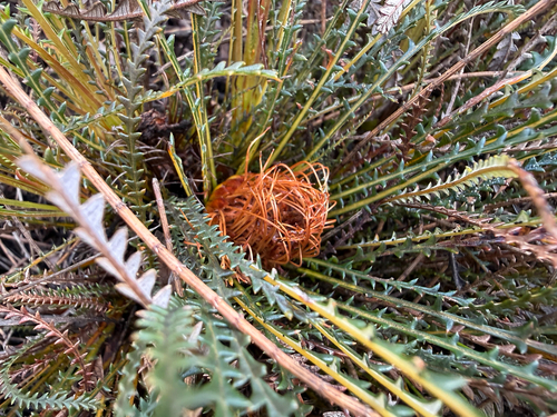 Dryandra nivea (Couch honeypot) — photo