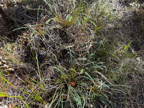 Dryandra nivea