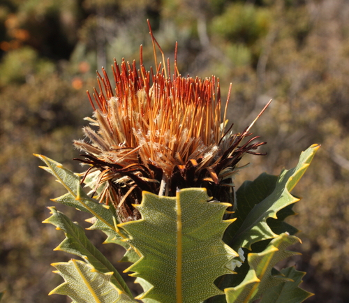 Dryandra quercifolia (Pingurl) — photo
