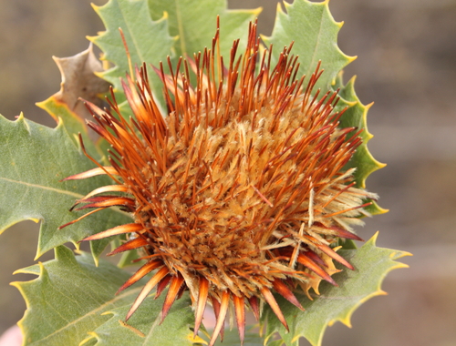 Dryandra quercifolia (Pingurl) — photo