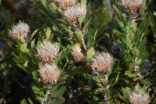 Dryandra quercifolia