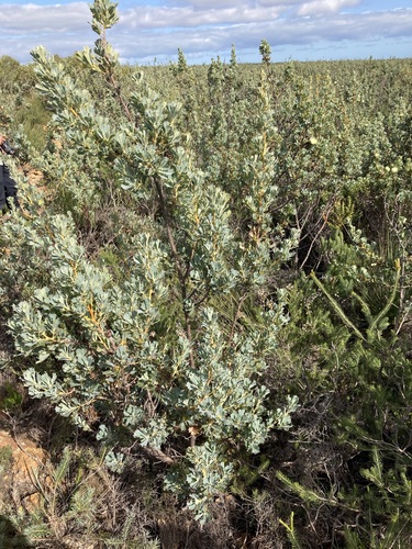 Dryandra sessilis (Holly-leaf Dryandra) — photo