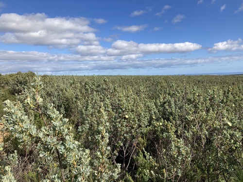 Dryandra sessilis (Holly-leaf Dryandra) — photo
