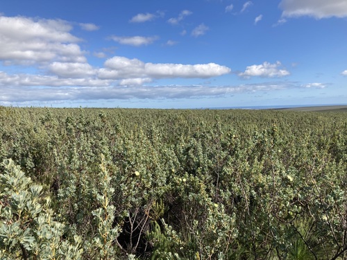 Dryandra sessilis