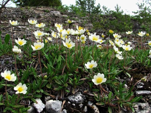 Dryas octopetala (Mountain avens) — photo