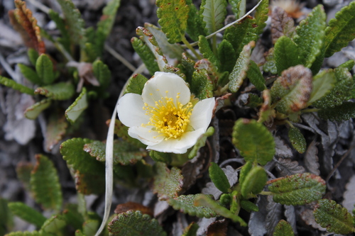 Dryas octopetala (Mountain avens) — photo