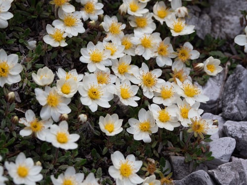 Dryas octopetala