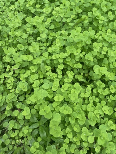 Drymaria cordata (West Indian chickweed) — photo