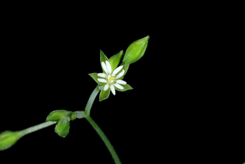 Drymaria cordata (West Indian chickweed) — photo