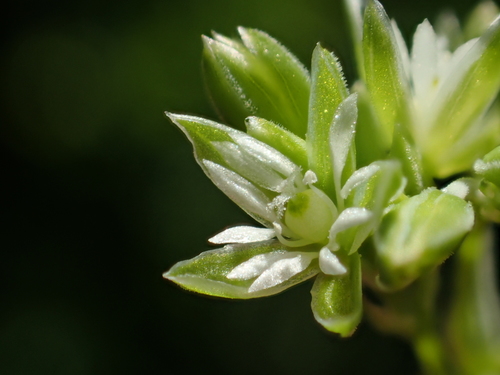 Drymaria cordata