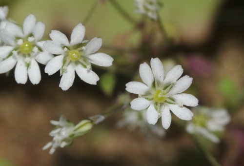 Drymaria gracilis — photo