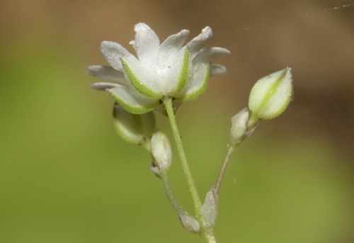 Drymaria gracilis — photo