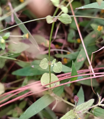 Drymaria malachioides (Paletaria) — photo