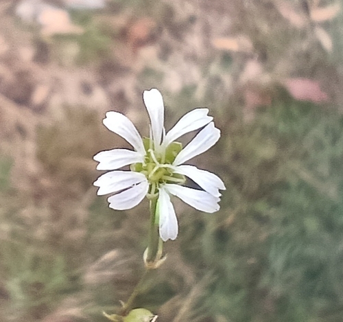 Drymaria malachioides
