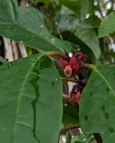 Drymonia coriacea — photo