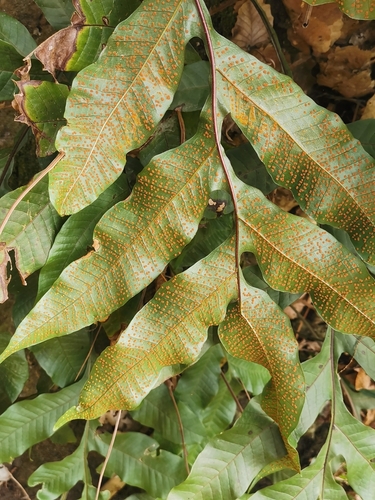 Drynaria bonii — photo