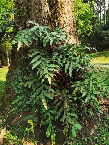 Drynaria bonii