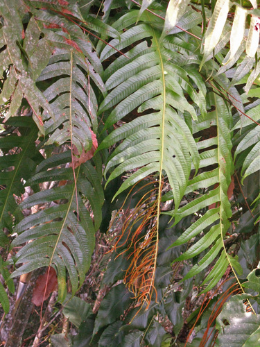 Drynaria drynarioides