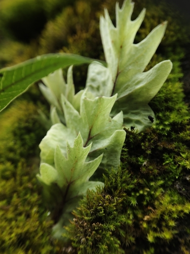 Drynaria fortunei — photo