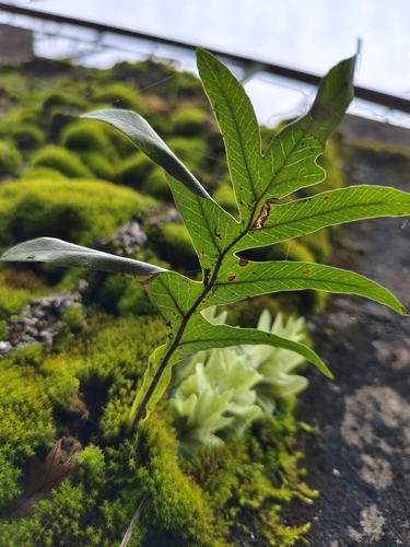 Drynaria fortunei