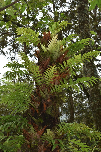 Drynaria propinqua