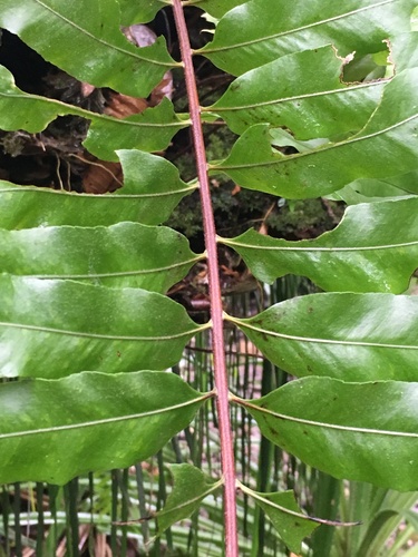 Drynaria rigidula (Basket Fern) — photo