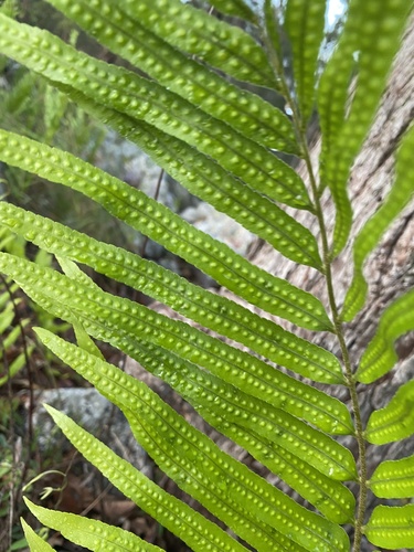 Drynaria rigidula (Basket Fern) — photo