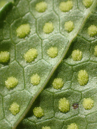 Drynaria roosii — photo