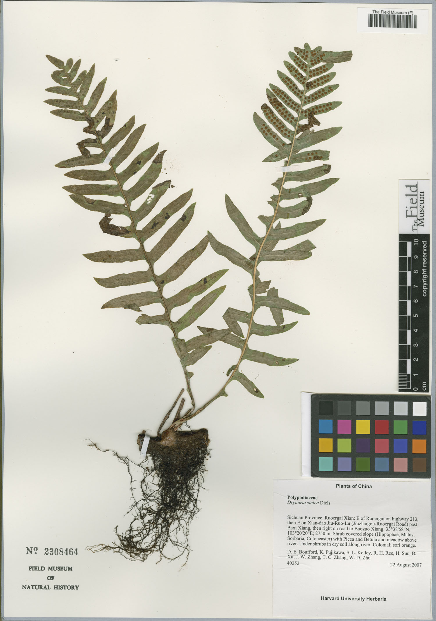 Drynaria sinica
