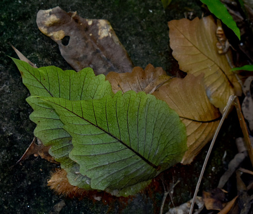 Drynaria sparsisora — photo