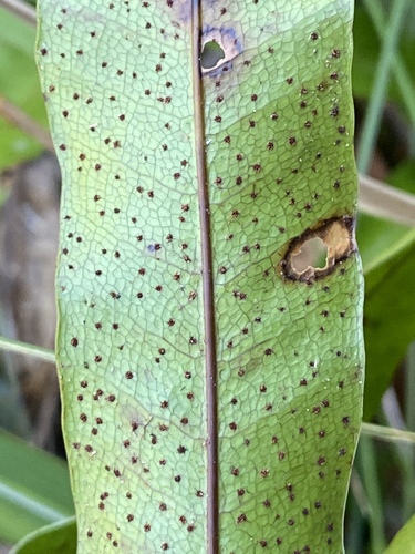 Drynaria sparsisora — photo