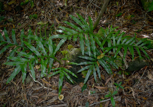 Drynaria sparsisora