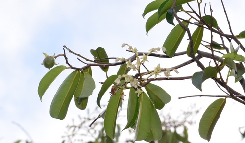 Dryobalanops oblongifolia (Kapur kuras) — photo