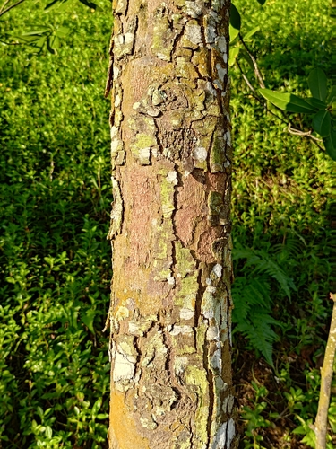 Dryobalanops oblongifolia